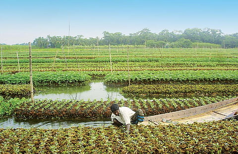 A floating garden in Bangladesh; Agricultural heritage sites are food systems that have evolved over the millennia in harsh and remote landscapes, thanks to the traditional knowledge of indigenous people. IMAGE COURTESY: ATIQ RAHMAN / MUSLEM UDDIN MIAH, BCAS)