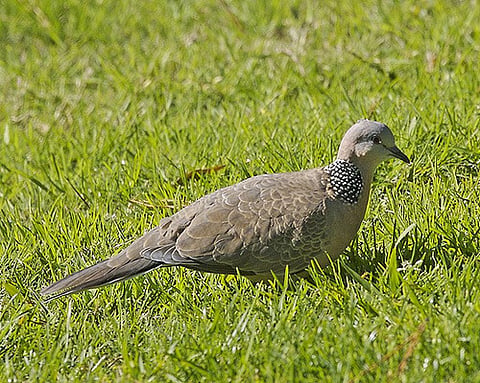Snowy owls and turtle doves, the familiar birds, are nearing extinction. Credit: Lip Kee/Flickr