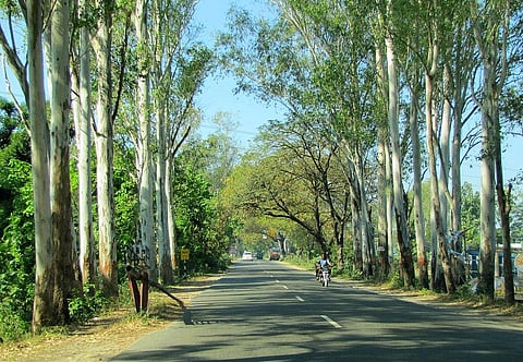 Eucalyptus trees on both sides of National Highway 72 near Dehradun, Uttarakhand Credit: Wikimedia Commons