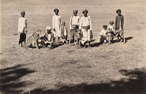 Three Cheetahs with their handlers in the princely state of Baroda, circa 1890 Credit: Wikimedia Commons