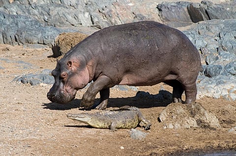 A hippopotamus and a Nile Crocodile Credit: Flickr