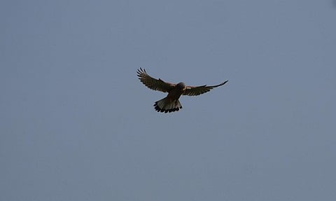 in the Netherlands, the Eurasian sparrow hawk has been late for dinner because its prey, the blue tit, has — over 16 years — arrived almost six days earlier than the hawk. Credit: allen watkin/Flickr