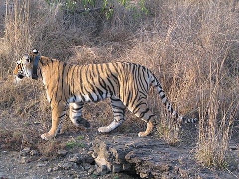 A collared tigress in Ranthambore Tiger Reserve in Rajasthan, one of India's biggest Protected Areas Credit: Flickr