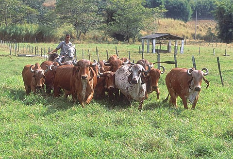 The issue of antibiotic use in livestock, particularly for non-therapeutic use such as mass disease prevention or growth promotion. Credit: Wikimedia Commons