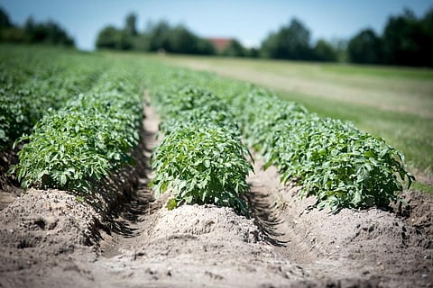 The report says heavy metals mostly enter the food chain through absorption by plant roots. Credit: Ehrecke/Pixabay