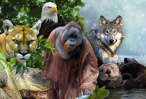 Some of the predators mentioned in the study include mountain lions, alligators, orangutans, gray wolves and sea otters Credit: Ritika Bohra/CSE