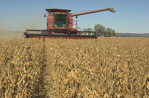 As part of the study, the researchers analysed left over nitrogen in the soil after a soybean crop is harvested. Credit: United Soybean Board/Flickr