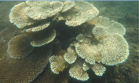 Coral Acroporacytherea; coral reefs have the highest biodiversity of any marine ecosystem, providing important and direct economic benefits to people. Credit: Author