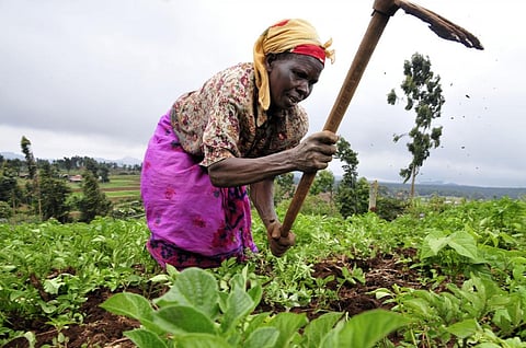 In Zambia, the returns from farming have diminished owing to severe droughts. Credit: Wikipedia
