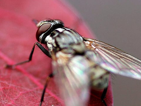The study says that houseflies can act as reservoirs of antibiotic resistant bacteria. Credit: Jon Sullivan/Pixnio