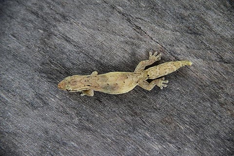 The study found that despite high temperature during day time, geckos didn’t look for cool places to hide. Credit: Wikimedia Commons