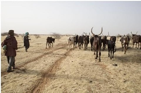 Herders take their animals to water in Niger. Credit: FAO