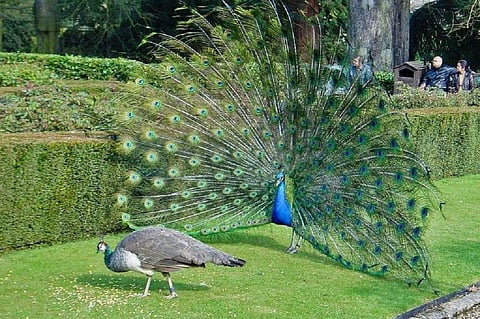 Peacock wooing peahen. Photo by ToastyKen/Wikimedia Commons.