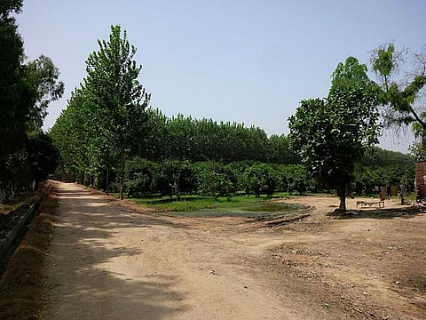 The need of the hour is to link our voter cards with trees Credit: Wikimedia Commons