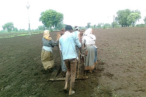 Due to deficit rain, about 1.2 million fewer hectares have been planted than the same time last year. Credit: Wikimedia Commons