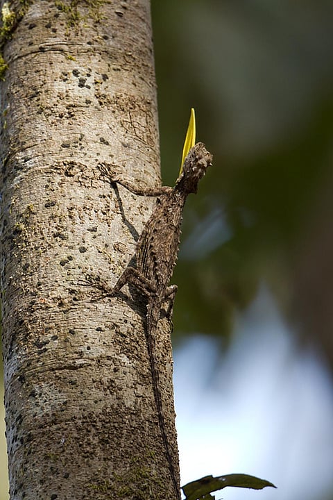A Southern Flying Lizard in Dandeli, Karnataka Credit: Wikimedia Commons