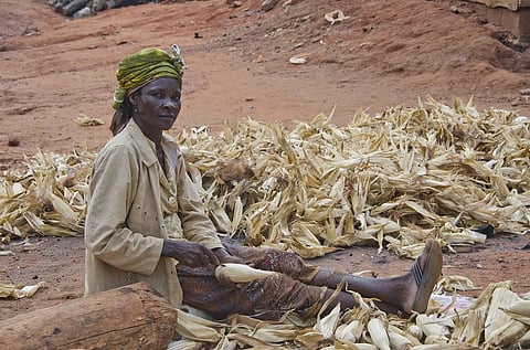 White maize will continue to play a pivotal role in ensuring food security of sub-Saharan Africa. Credit: USAID / Flickr