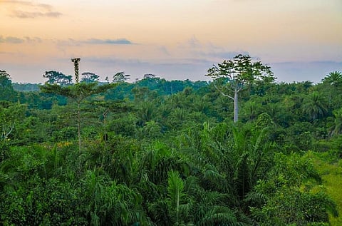 There should be caution in jumping on the “forests are always better” bandwagon. Shutterstock