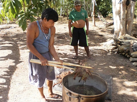 Ayahuasca being made in the Amazon Credit: Wikimedia Commons