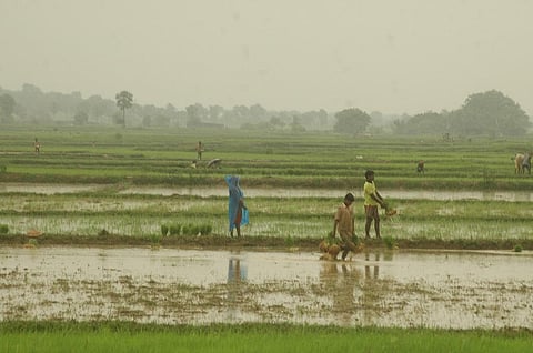 More than a week-long break in monsoon has affected sowing of several crops. Credit: Agnimirh Basu