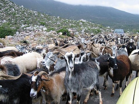 Heat stress can significantly affect meat yield, quality and composition in goats. Credit: Wikimedia Commons