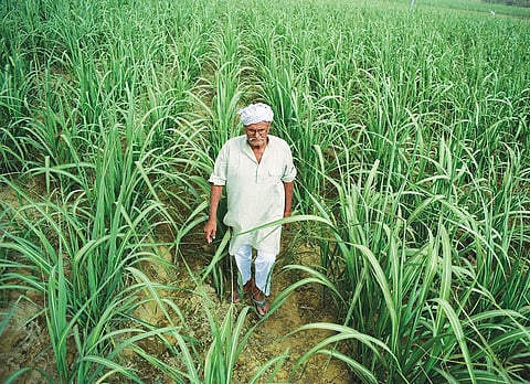 Chandrapal Singh of Sambhal district's Mubarakpur village says that despite delayed returns farmers persist with sugarcane because one sowing gives two yields. Credit: PC Adithyan