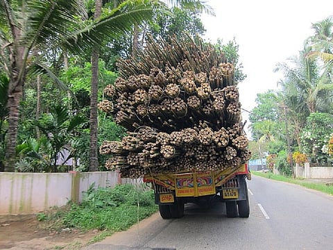 This is not the first time the gram sabha has asked the forest department for the transit permit booklet to take bamboo out of forest land for sale. Credit: Wikimedia Commons