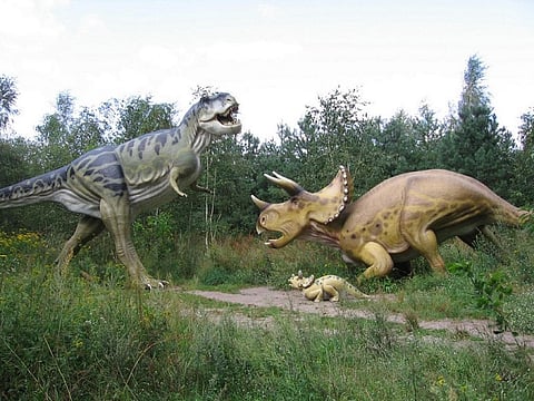 Extinction is a natural process, but it's happening at 1,000 times the normal speed
