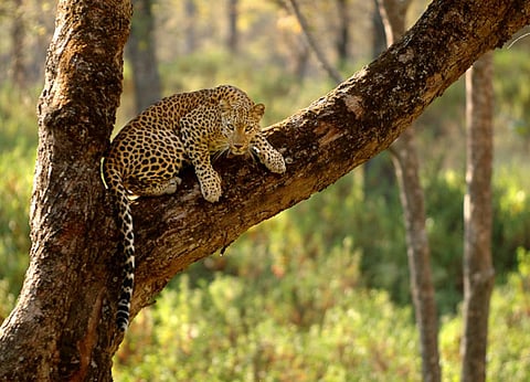 Large carnivores like leopards and tigers frequently enter human habitations Credit: Wikimedia Commons
