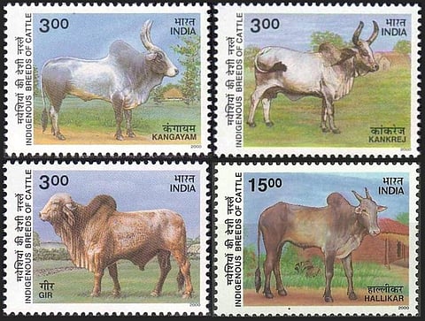A stamp on four indigenous Indian breeds of Cattle Credit: Theodore Baskaran