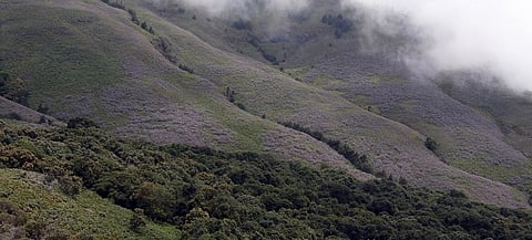 Neelakurinji in full bloom Credit: V Sundararaju
