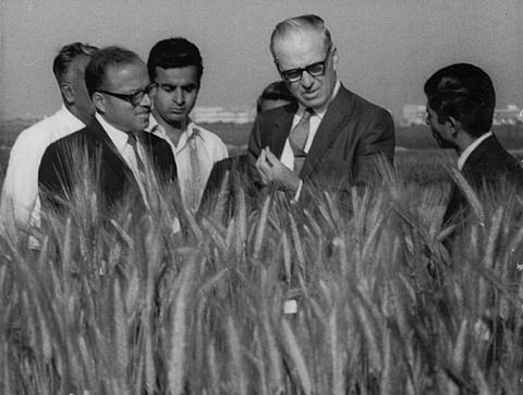 Norman Borlaug and M S Swaminthan in a wheat field in North India in March 1964 Credit: M S Swaminathan/Twitter