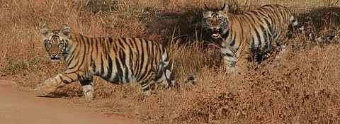 Central Indian and Eastern Ghats tiger landscape is home to about 688 tigers. Credit: Sunita Narain