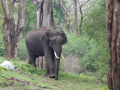 A tusker in Mudumalai Reserve, Nilgiris Credit: Wikimedia Commons