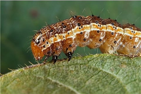 There have been several pest attacks in India in the recent past. Credit: Wikimedia Commons