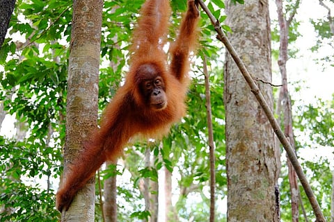 Consumers should choose sustainable palm oil products and limit the use of palm oil. Credit: Ilya Yakubovich/Flickr
