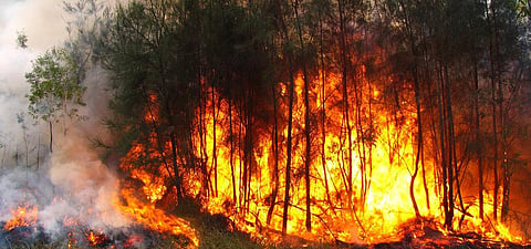Farmers reportedly described the drought as the worst they have ever seen. Credit: Flickr