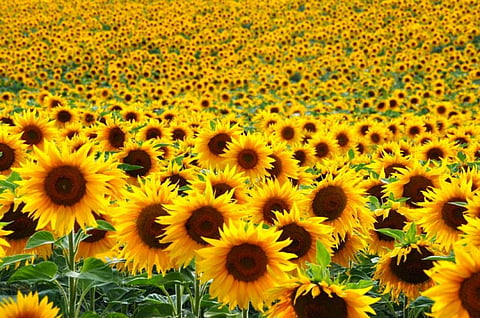 Commercial interest in sunflowers as an oil crop was slow to develop across most of Europe and North America. Credit: Salajean/Shutterstock.com