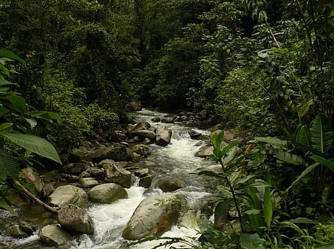 The Anchicaya River in Colombia Credit: Wikimedia Commons