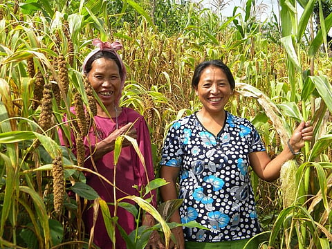 Thanks to the intervention of the North East Network-Nagaland, a women’s rights organisation, millets have been revived in Chizami village of Phek district of Nagaland
Credit: North East Network