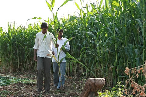 The Commission for Agriculture Cost and Prices recommended the legislation to ensure fair price to farmers. Credit: Sunita Narain