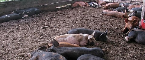 A piggery Credit: Flickr