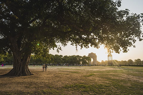 A banyan tree (Ficus benghalensis) at the iconic India Gate in Delhi. Ficus trees are home to numerous insects, birds and animals.