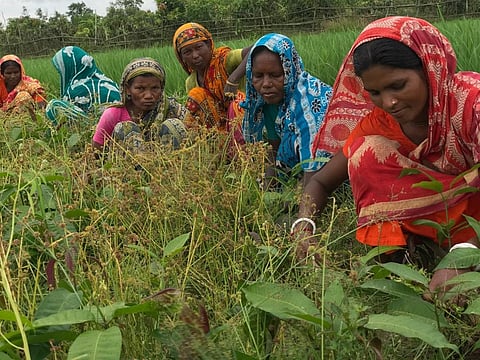 Women from indigenous communities tend to a young mango orchard next to a paddy field in northwestern Bangladesh. Credit: Kamran Reza Chowdhury