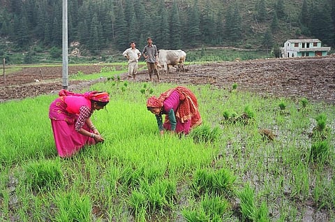 The shift to MGNREGS from traditional employment was the highest in Odisha. Credit: Sutapa Ghosh/CSE