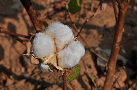 Such studies which help in understanding critical stages of water requirement for a particular crop are essential to make better decisions in times of water scarcity. Credit: Meeta Ahlawat/CSE