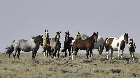 A herd of Mustangs in the western United States Credit: Carol Walker