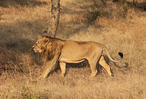 A male lion in Gir Credit: Wikimedia Commons