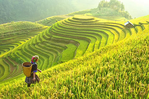 excess of nitrogen compounds such as urea and nitrate in the soil can increase the time required for germination of rice seeds and also limit their root length. Credit: Getyy images