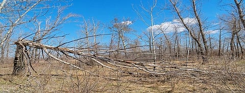 In the last 6 years, the rate of growth of forest stock has reduced by more than 10% in almost all states. Credit: Getty Images
